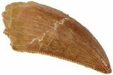 Serrated, Raptor Tooth - Real Dinosaur Tooth #224181-1